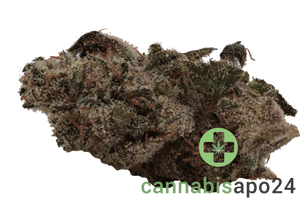 Rua Aotea 23/1 - Kakariki Koha