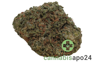 NOC AS 22 ARG Amnesia Kush x Sherbet Shocker