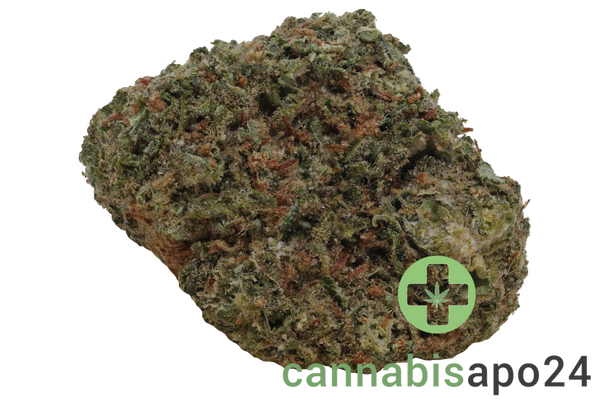 NOC AS 22 ARG Amnesia Kush x Sherbet Shocker
