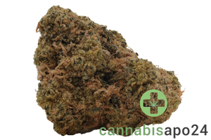 Origine Nature Med 32/1 Medellin