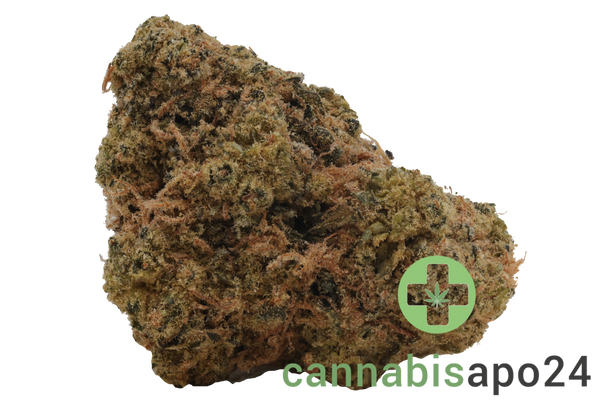 Origine Nature Med 32/1 Medellin