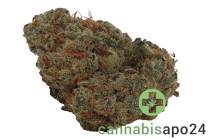 Patagonia JP10 34/1 - Jokerz Pop #10