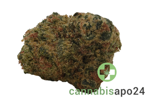 Petit Vert 24/1 GTE KCO Kush Cookies