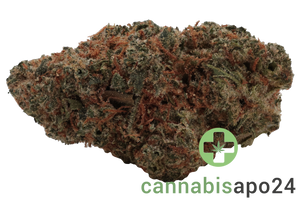 Remexian 30/1 GJY CHO Chocolate Kush