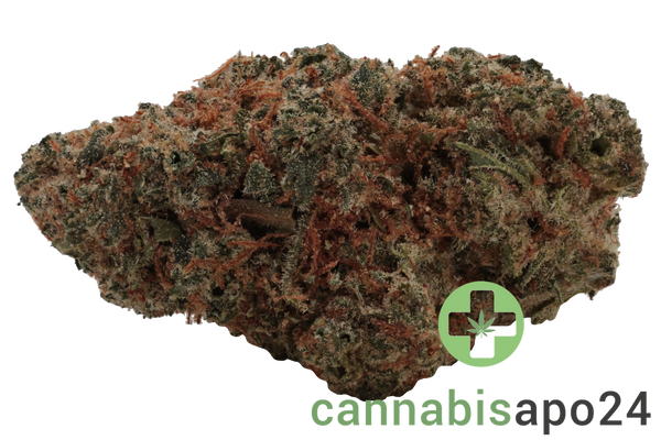 Remexian 30/1 GJY CHO Chocolate Kush