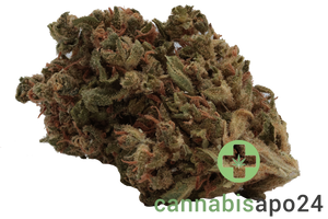 Remexian 15/1 LUX AMA Amsterdam Amnesia