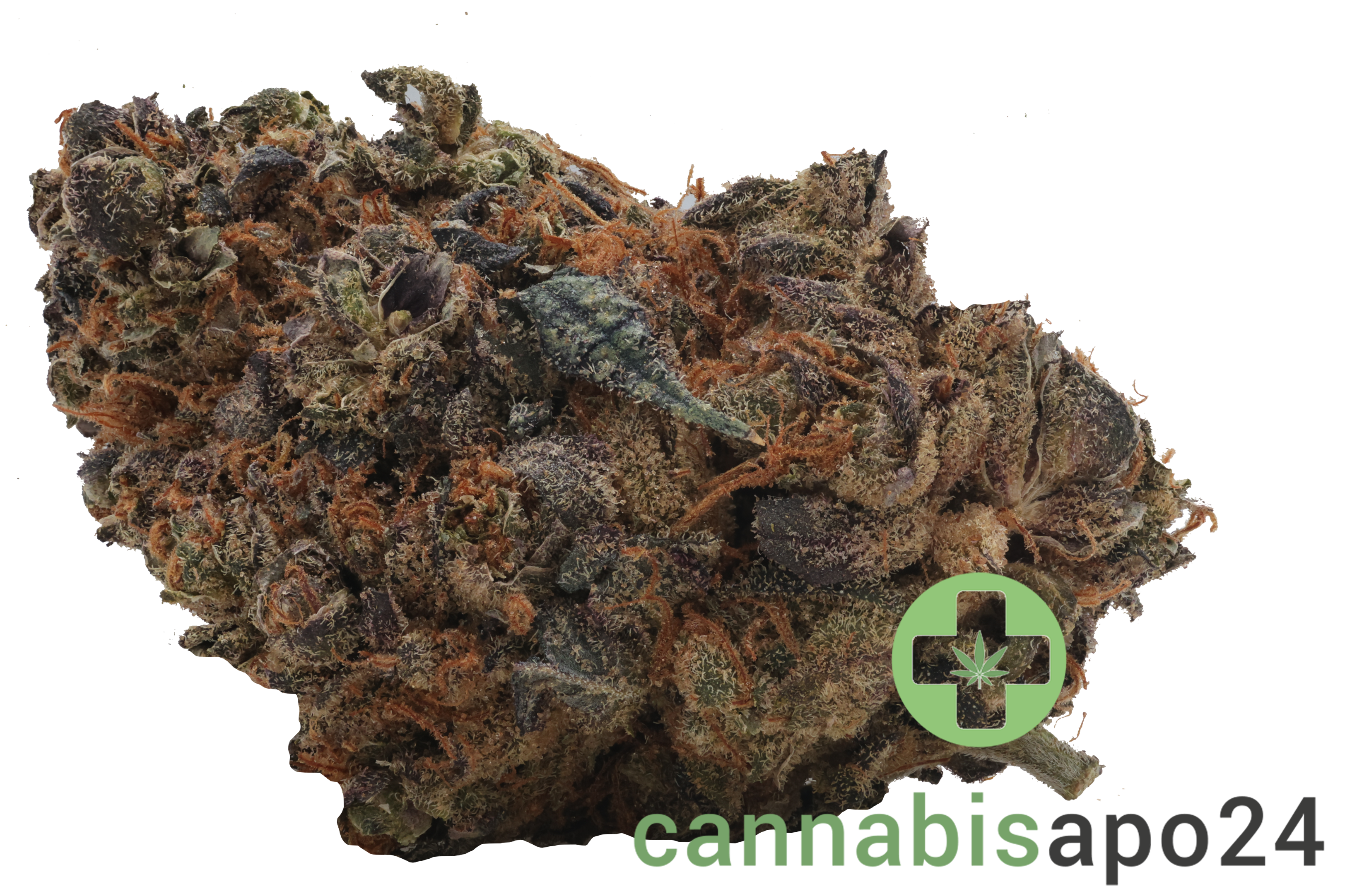 Remexian 27/1 HCC GRA Gran Francorino