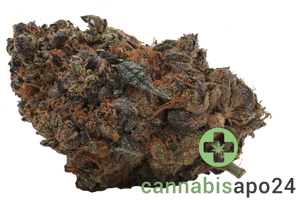 Remexian 27/1 HCC GRA Gran Francorino