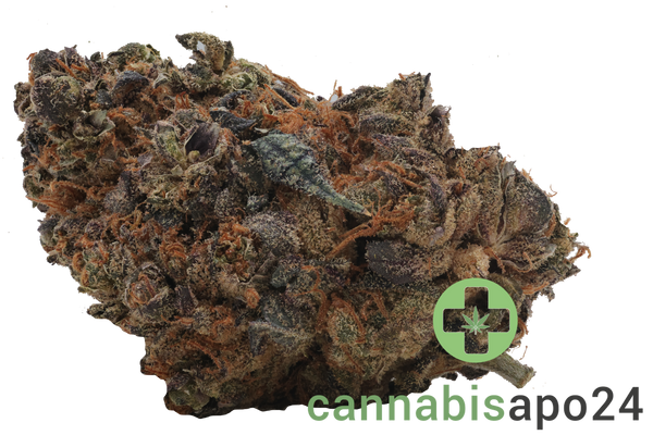 Remexian 27/1 HCC GRA Gran Francorino