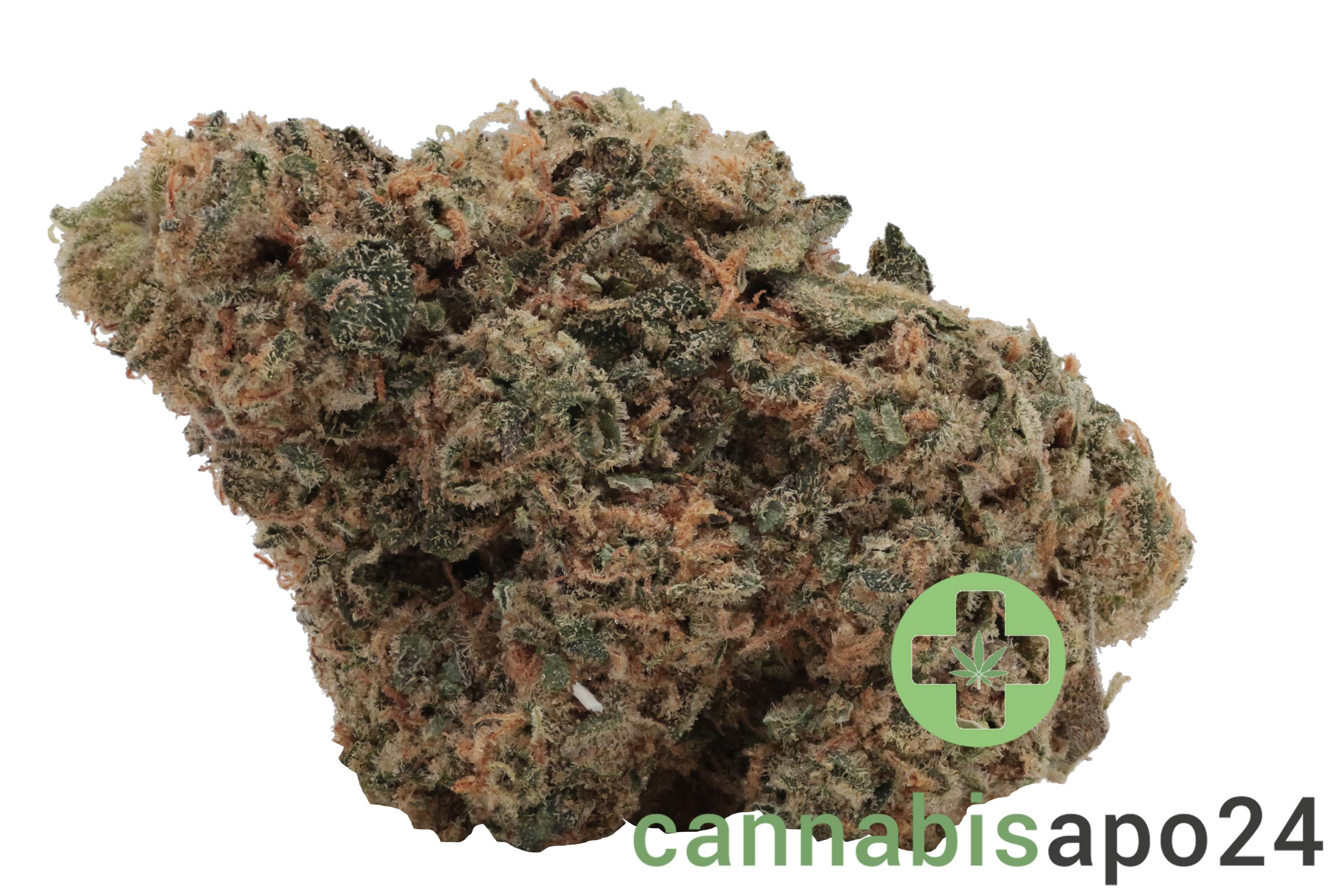 Remexian 30/1 PRT MTP Mokum’s Tulip