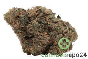 Remexian 30/1 PRT MTP Mokum’s Tulip