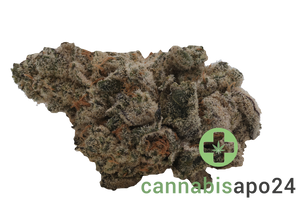 Remexian 33/1 MTL DIN Dante' z Inferno