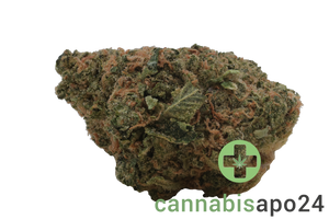 San Raf 31/1 CFK Campfire Kush