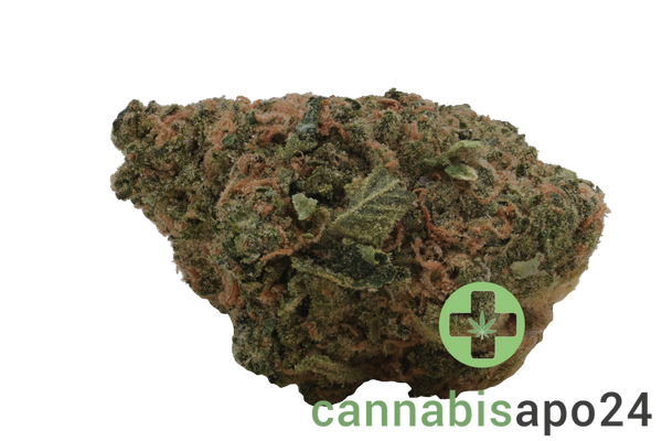 San Raf 31/1 CFK Campfire Kush