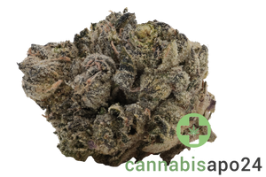 Sinceritas Verum 24/1 BK Banana Kush