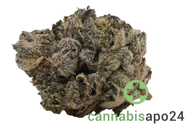 Sinceritas Verum 24/1 BK Banana Kush