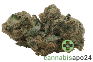 Sinceritas Sativa Auris 27/1 Cosmic MAC