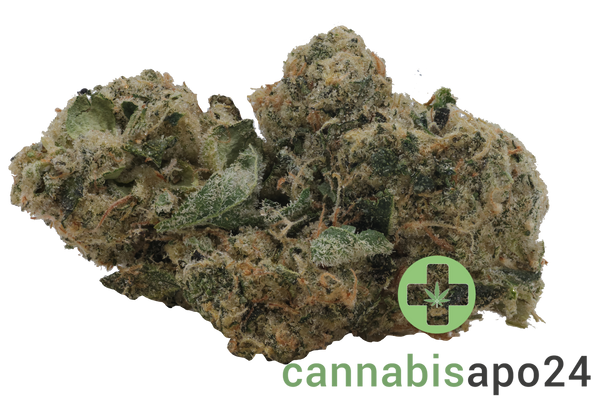 Sinceritas Sativa Auris 27/1 Cosmic MAC