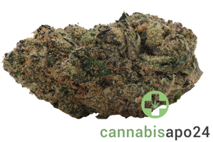 Sinceritas Sativa Verum 24/1 TC Tropical Cake