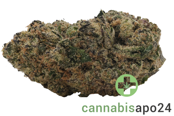Sinceritas Sativa Verum 24/1 TC Tropical Cake