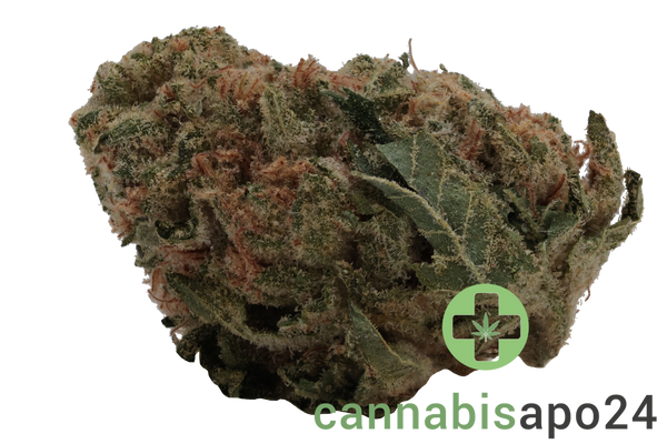 Slouu 30/1 GLZ CA Garlic Z