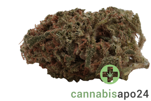 Social Choice! 18/1 MCP GMO