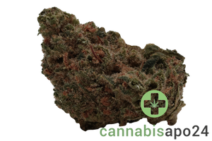 Social Choice! 18/1 SEN GTH Ghost Train Haze