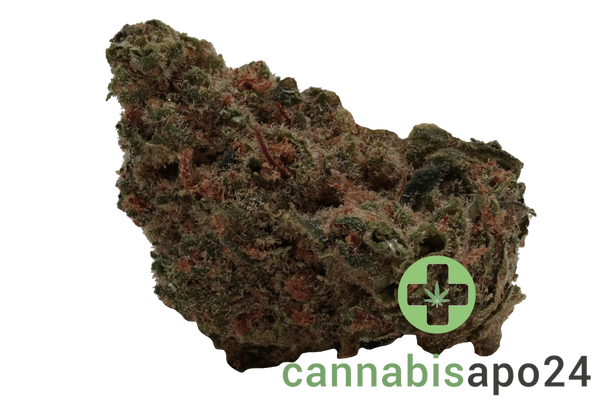 Social Choice! 18/1 SEN GTH Ghost Train Haze