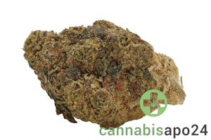 Sumo PAB 25/1 Papaya Bomb