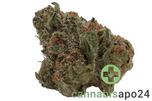 TRUU GT 25:01 Crumbled Lime 27