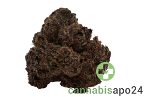 Vasco 18/1 White Runtz