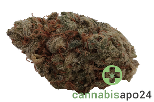 Wellford Aquaponic 24/1 SDK Sensi Double Kush