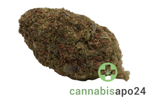 WTF 21/1 MIC ICC Ice Cream Cake