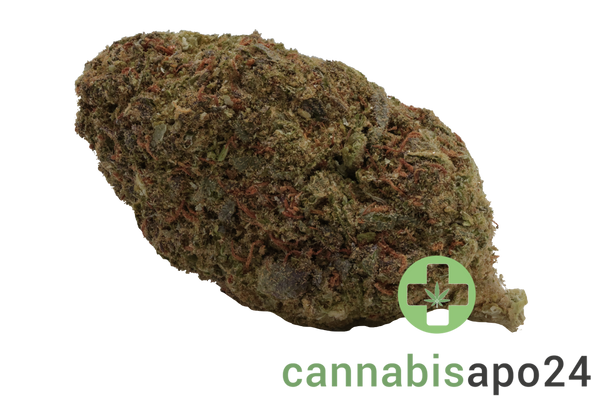 WTF 21/1 MIC ICC Ice Cream Cake