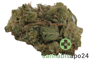 Zoiks 22/1 SF Sourflare