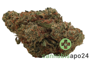 Zoiks 22/1 SLD Sun Lemon Diesel