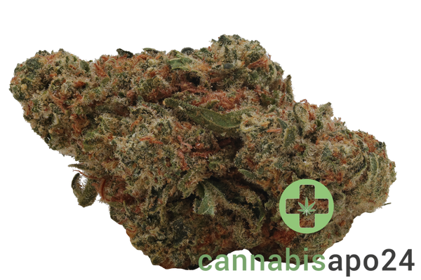 Zoiks 22/1 SLD Sun Lemon Diesel
