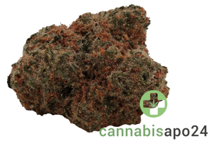 Zoiks 26/1 GCK - GG4 x Critical Kush