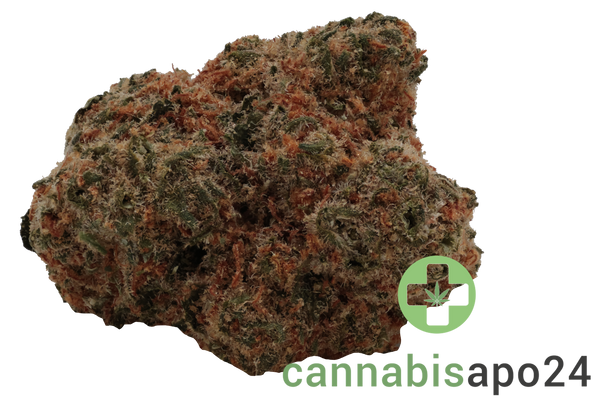 Zoiks 26/1 GCK - GG4 x Critical Kush