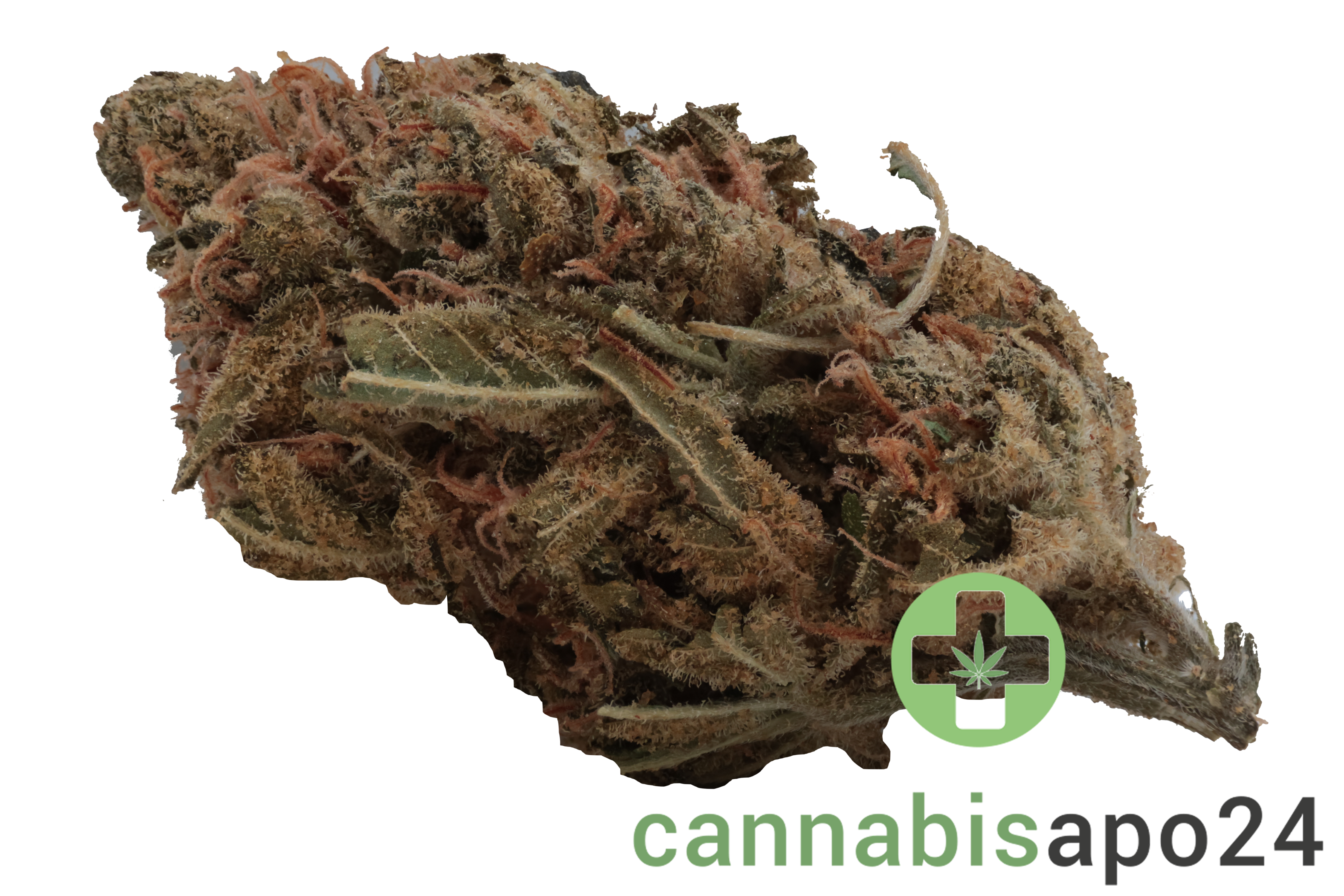 Zoiks 26/1 TG Tangrini