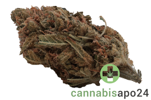 Zoiks 26/1 TG Tangrini