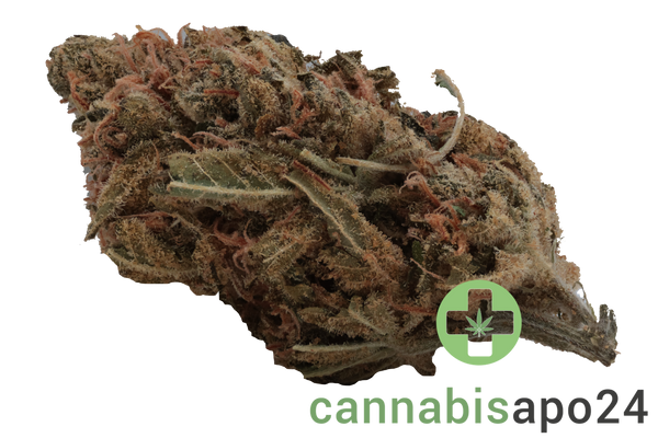 Zoiks 26/1 TG Tangrini