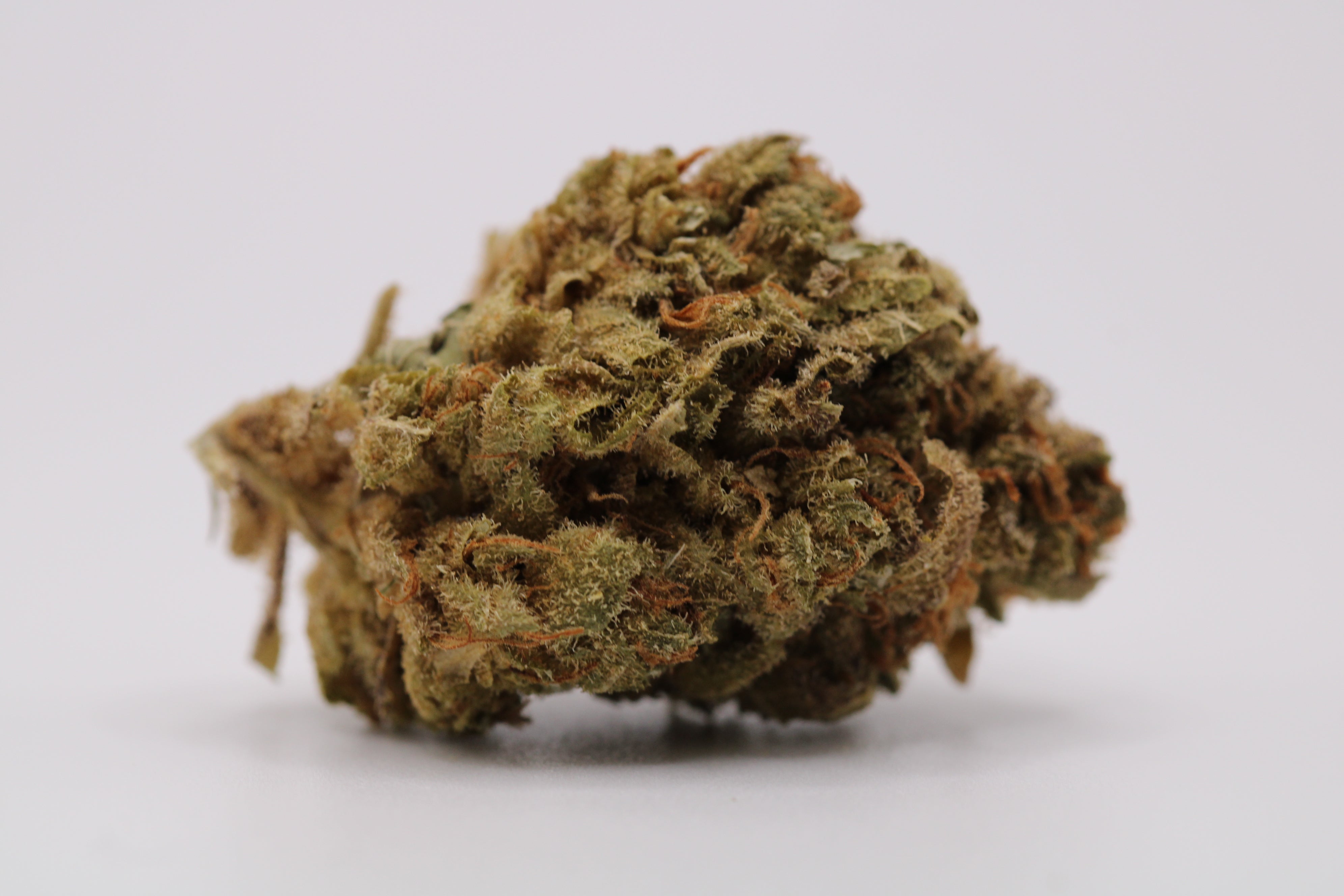 Blackbird Strong Indica