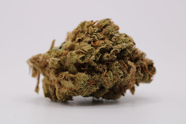 Blackbird Strong Indica